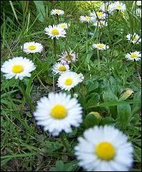 Quelle plante a t photographie ?