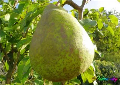 Comment se nomme cette poire ?