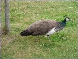 Quel est cet animal qui braille ou criaille ?