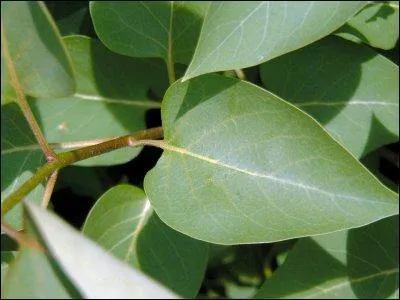A quel arbre appartient cette feuille ?