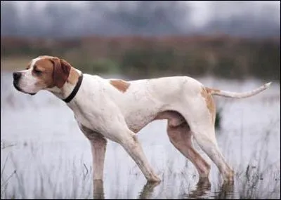 De quelle race est ce chien ?