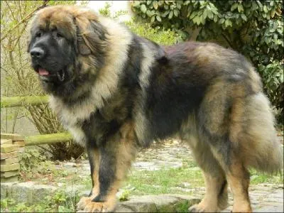 Je suis un grand chien qui vient des pays de l'Est. Je suis un chien qui peut avoir jusqu' 16 petits ce qui est trs rare pour les autres chiens. J'ai une sant de fer et je vis en moyenne 10 ans . Les scientifiques ne savent que peu de choses sur moi mais je commence  tre de plus en plus connu. Qui suis-je ?