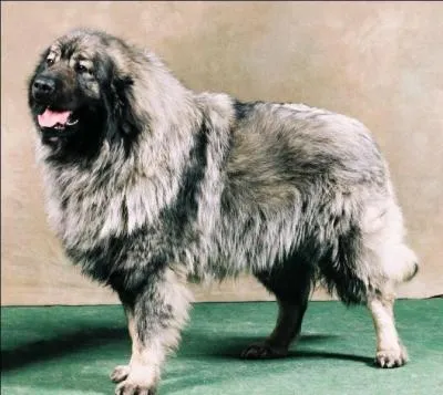 Je suis un chien qui est assez rare qui s'est impos par sa force mais je possde malgr tout un caractre docile. Je viens d'une rgion trs recule et mon nom est un pays qui appartenait  l'URSS. Qui suis-je ?