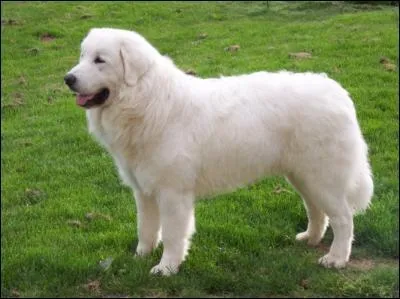 Je suis un grand chien blanc , mais je possde un caractre trs fort, je ne suis pas un chien  mettre entre toutes les mains. Je viens des rgions de l'Est, je suis  l'origine un chien de bergers. Qui suis-je ?
