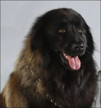 Je suis un chien ibrique assez rare. Je suis prsent sur cette pninsule depuis trs longtemps. Je suis un chien trs bon pour la garde. Qui suis-je ?