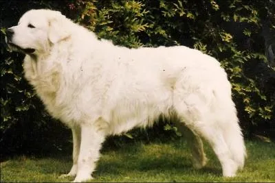 Je suis un chien de montagnes, très rare. Je suis un très bon chien de garde et je suis prêt à tout pour cela. Je suis un chien slovaque .Suivant la tradition, je pourrais voir la nuit . Qui suis-je ?