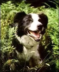 Comment s'appelle ce chien (dans la version franaise) ?