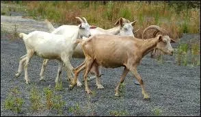 Comment dit-on  chvre  ?