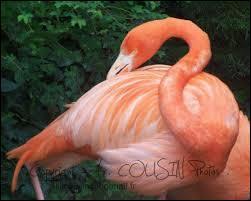 Comment dit-on  flamant rose  ?
