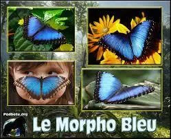 Comment dit-on  papillon  ?