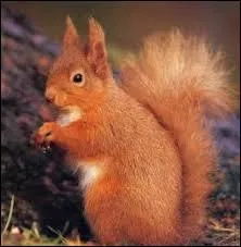 Comment dit-on  cureuil  ?