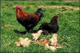 Comment dit-on  poussin  ,  poule  et  poulet  (respecter l'ordre) ?