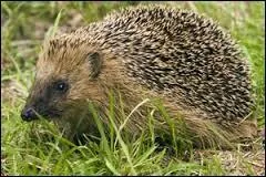 Comment dit-on  hrisson  ?