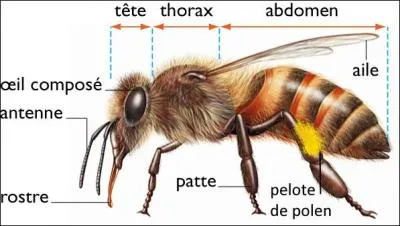 Instrument, bois, omoplate, peinture, mécanique, imagination, ais, abeille et nous obtenons une [...].