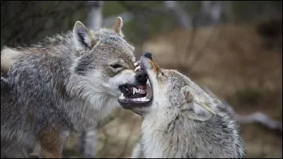 Quelle est l'ancienne langue des loups ?
