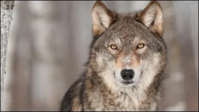 Comment Malcom sent-il la présence des chiens ?