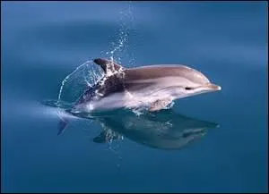 Tous les delphinids ont un aileron sur le dos.