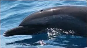 Comment appelle-t-on le trou situ sur le dessus de la tte ?