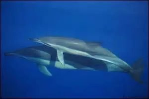 Le dauphin commun est un excellent nageur.
Quelle est sa vitesse maximale ?