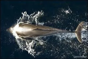 L'aileron permet au dauphin de se diriger en nageant..