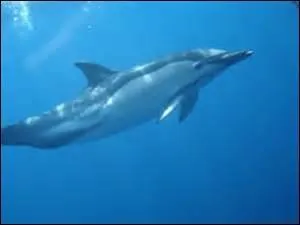 Quelle couleur les dauphins peroivent-ils trs bien ?