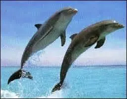 On appelle  melon  le front d'un dauphin.