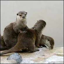 La loutre de mer plonge pour trouver sa nourriture ?