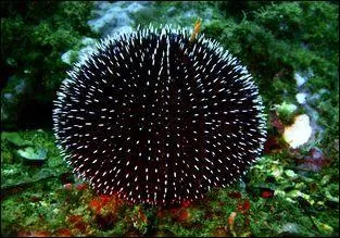 Quel est l'autre nom de l'oursin ?
