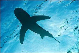 Trouvez l'intrus : quel nom ne correspond pas  une espce de requin ?