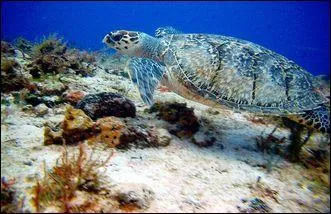 Combien d'annes peut vivre une tortue marine ?