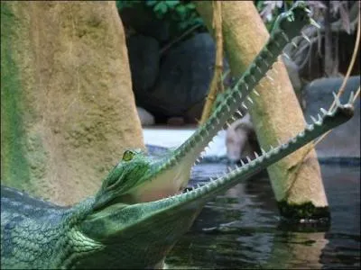 Je suis sûr que tu connais bien cet animal, il vit en Asie, quel est son nom ?