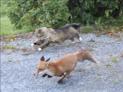 Sur la photo, on voit un renard qui s'enfuit, par qui est-il poursuivi ?