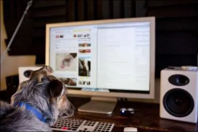 Quel bb vois-tu sur la tte du chien ?