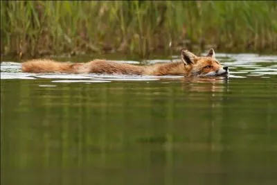 Comme tu peux le voir, le chacal sait nager !