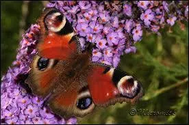 Jupiter, vache, papillon, lune gallilenne, dtroit.