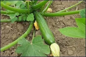 Comment dit-on  courgette  en anglais ?