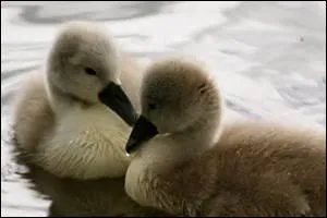 A partir de quel ge le cygne vole-t-il ?