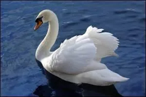 Le cygne ne peut pas manger de pain...