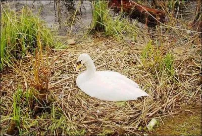Combien de temps la femelle couve-t-elle ses ufs ?