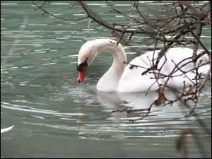 Le cygne est un animal trs timide...