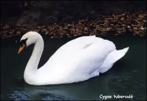 En Angleterre , quel est le rle du gardien des cygnes du roi ?