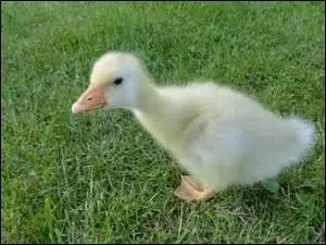 Dans la fable Le Cygne et le Cuisinier , pourquoi le cuisinier veut-il tuer le cygne ?