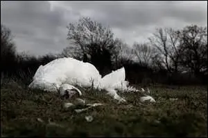 En Angleterre, en 1895, que risquait une personne qui tuait un cygne ?