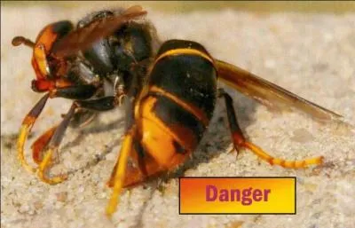 Ce frelon est en train de conqurir une partie du territoire franais, vous le connaissez assurment par les dommages qu'il cause  nos abeilles et nos apiculteurs, de quel continent est-il originaire ?