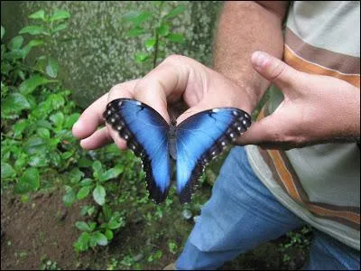 Il existe plusieurs dizaines d'espces de ce papillon magnifique, le morpho bleu, dans lequel de ces trois pays pouvez-vous le voir ?