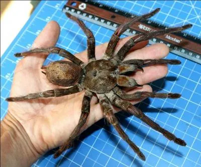 Cette mygale, la Theraphosa Blondi est trs impressionnante, mme si elle n'a jamais tu personne, dans quelle rgion franaise pouvez-vous la voir ?
