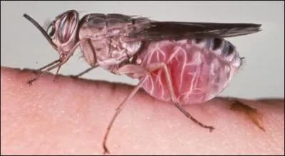 Si je vous montre cette mouche, c'est bien pour que vous trouviez le pays lui correspondant, alors ne vous endormez pas sur la rponse !