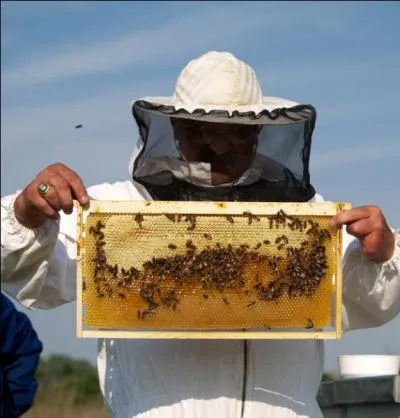 Cette abeille tueuse mtisse est en train de coloniser les Amriques, mais de quelle origine est-elle ?