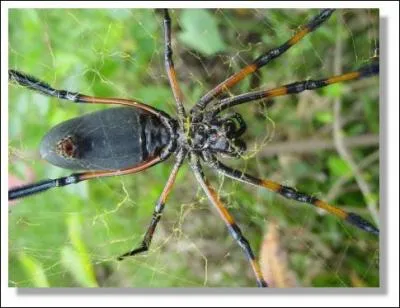 Cette petite araigne, d'aspect gure impressionnant, porte un nom qui lui est beaucoup plus inquitant, la veuve noire, contrairement  la mygale, certaines espces de cette araigne peuvent tre mortelles, en dehors de l'Amrique du Nord, elle a une cousine qui vit ...