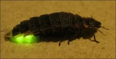 On peut voir des lucioles, appeles galement vers luisants ou lampyres, en Belgique !